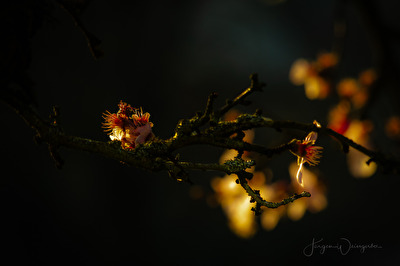 Im Abendlicht