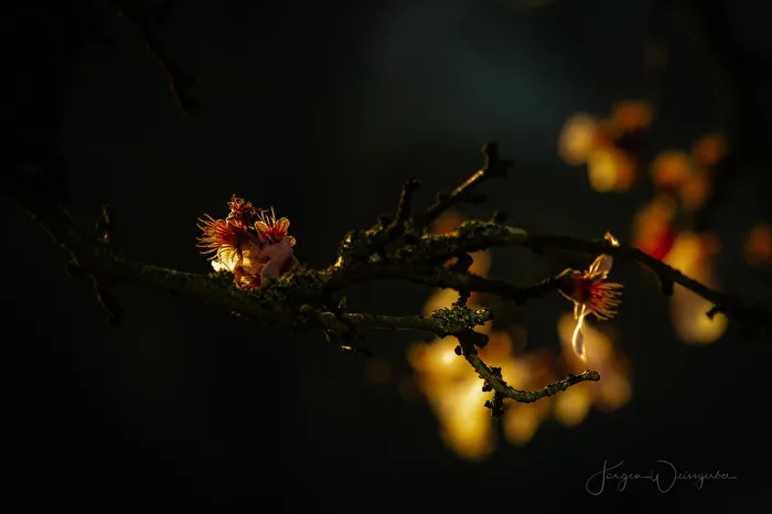 Im Abendlicht