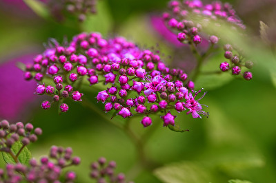 Japanese Spirea