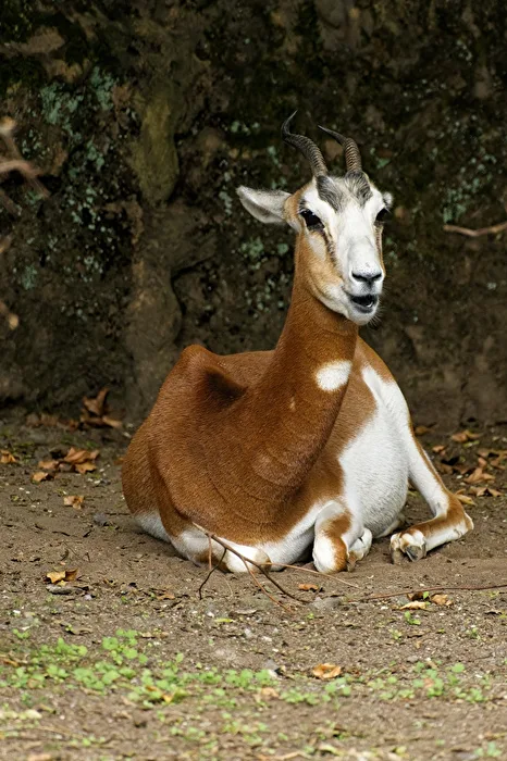 Mhorrgazelle