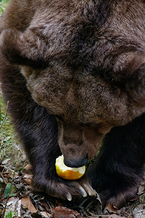 Braunbär