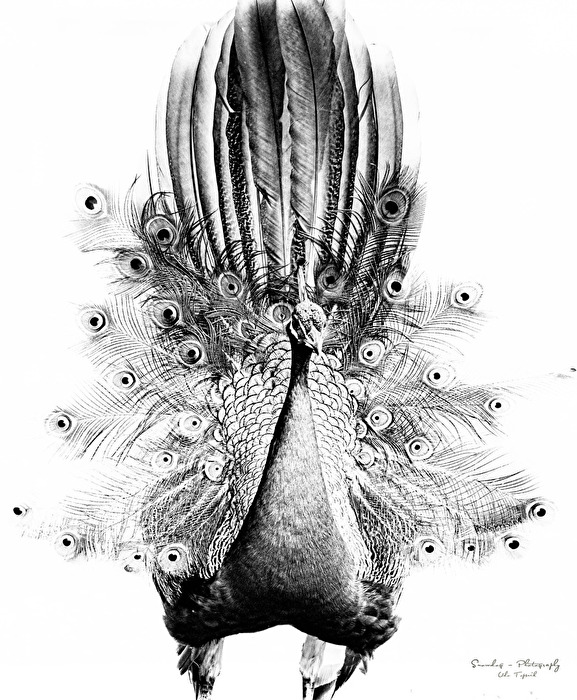 Pfau im High Key Stil