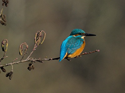 Vögel - ....mal wieder ein Eisi