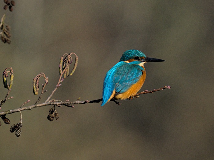 Vögel - ....mal wieder ein Eisi