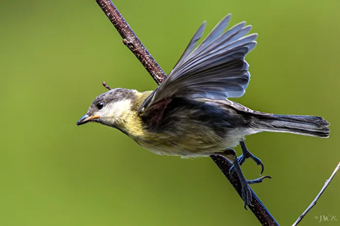 Start of a Great Tit