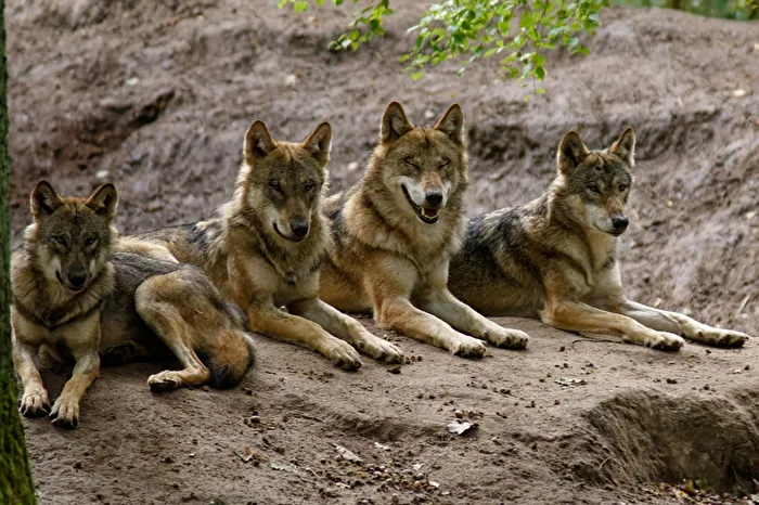European Wolves