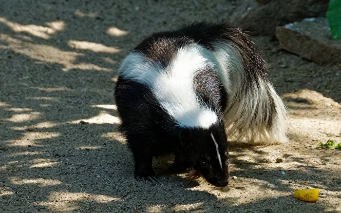 Stunks (Skunk)