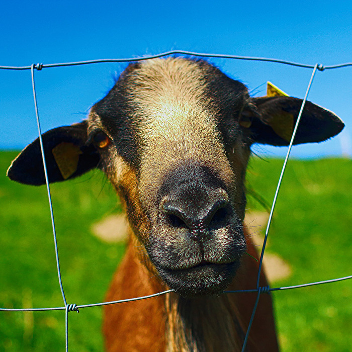 Nachbarn und ihr Blick durch den Zaun