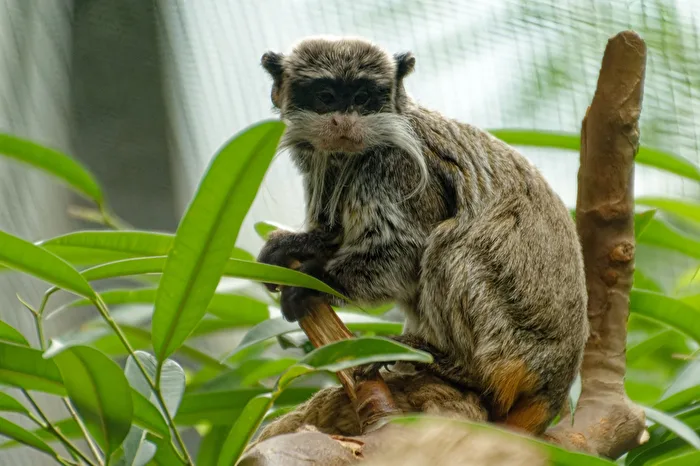 Emperor Tamarin