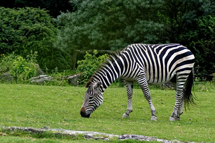 Zebra