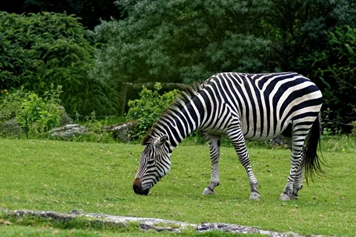 Zebra