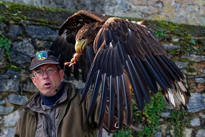 Golden Eagle