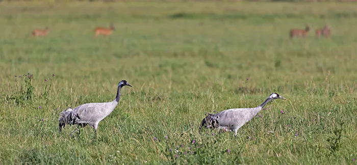 Cranes, they are busy feeding and