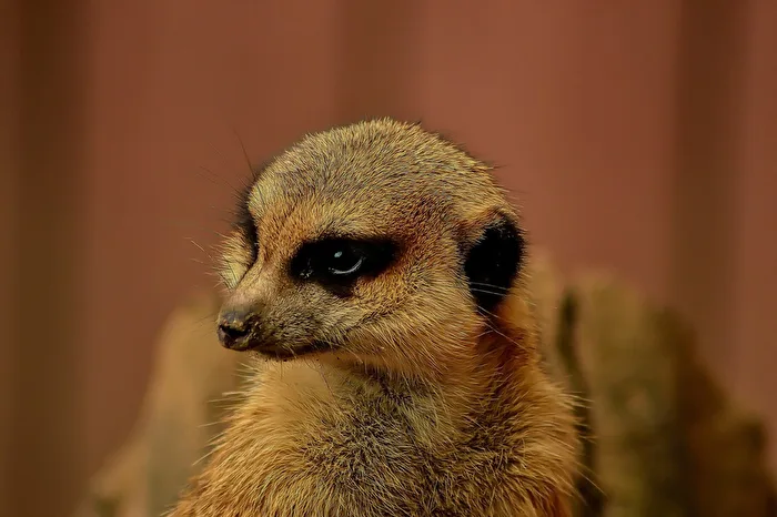Erdmännchen im Tierpark