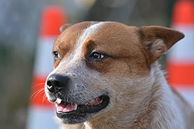 Cattle Dog
