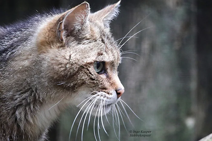 Wildcat