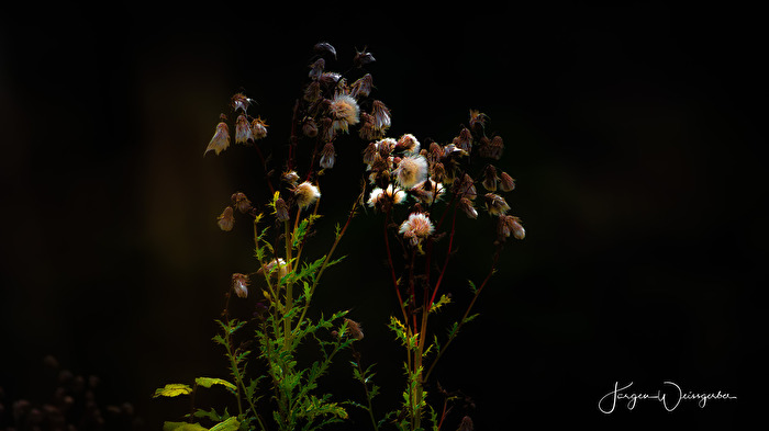 Letztes Licht