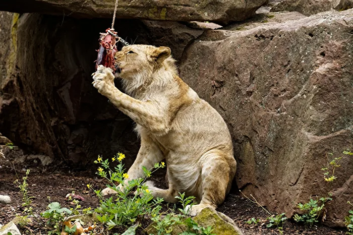 young lion