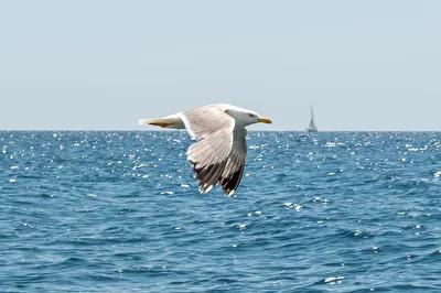 Möwe in Rovinj