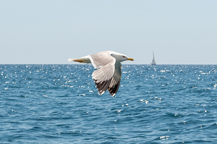 Möwe in Rovinj