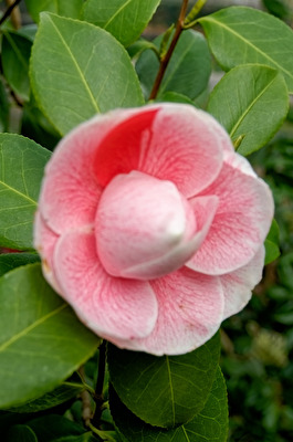 Camelia