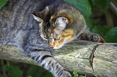 wo ist die Maus