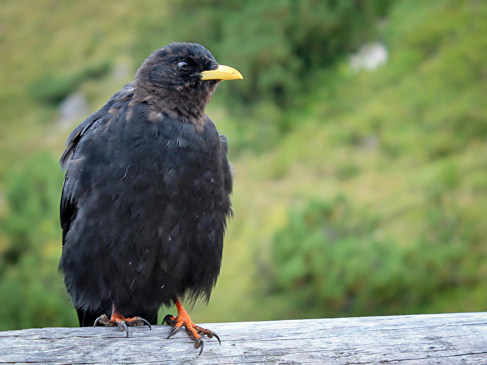 Vögel