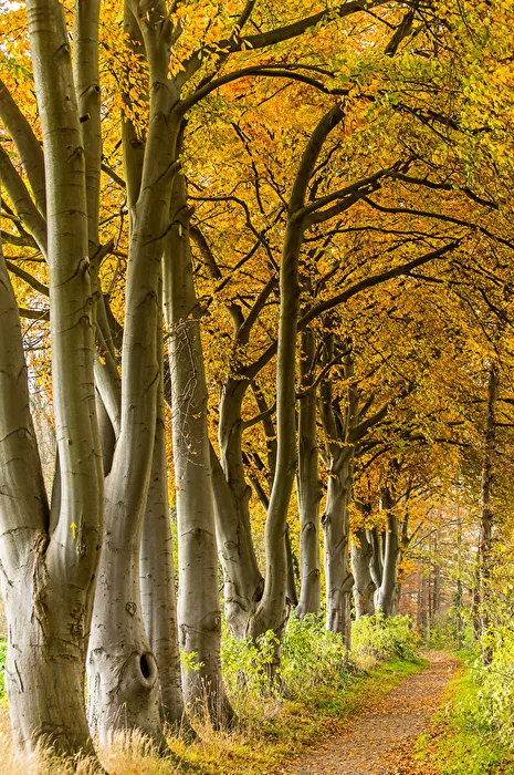 der Waldweg