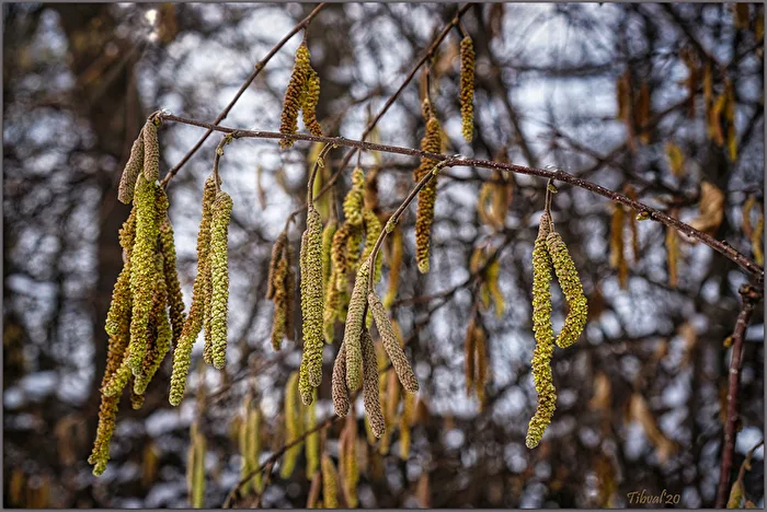 Winterblüte