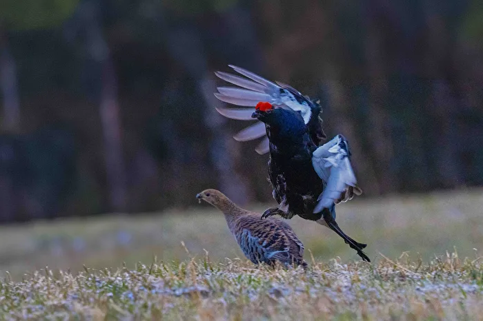 Balzender Birkhahn