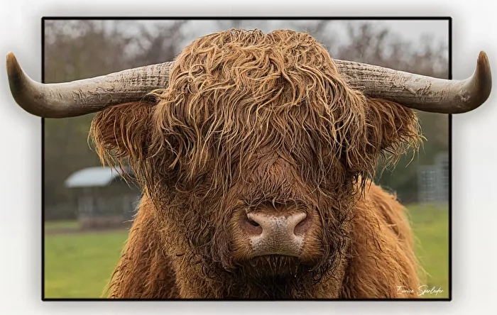 Scottish Highland Cattle
