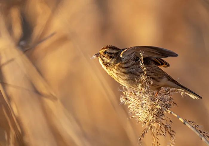 Reed Bunting