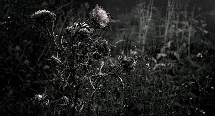Thistle