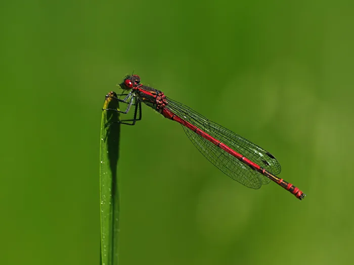 Rot - frühe Adonislibelle