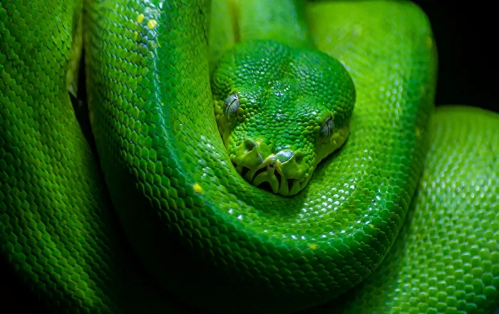 Grüner Baumpython (Morelia viridis)