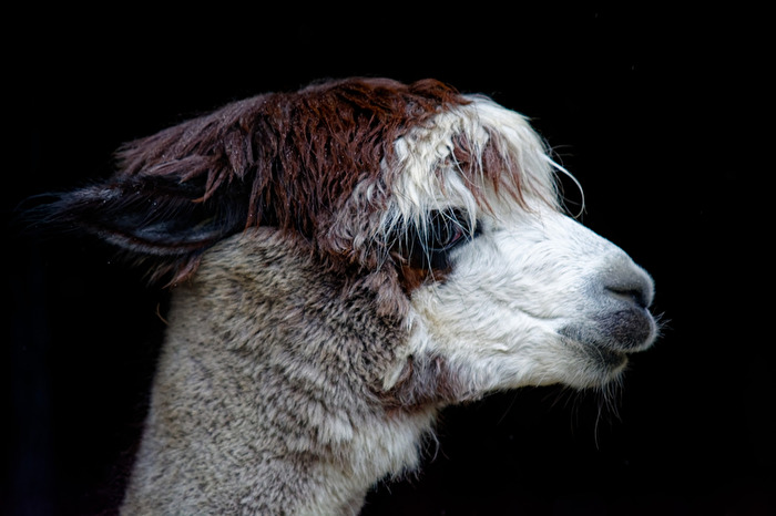 Alpaka