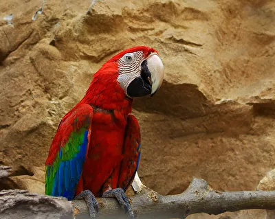 Ara