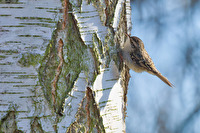 Baumläufer an Birke