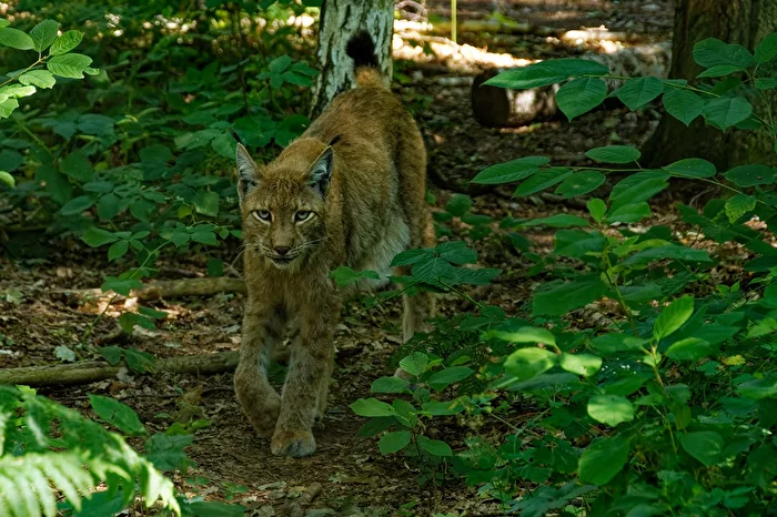 Lince