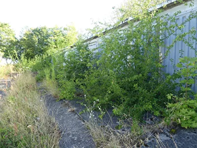 Auch schon Lost PLace