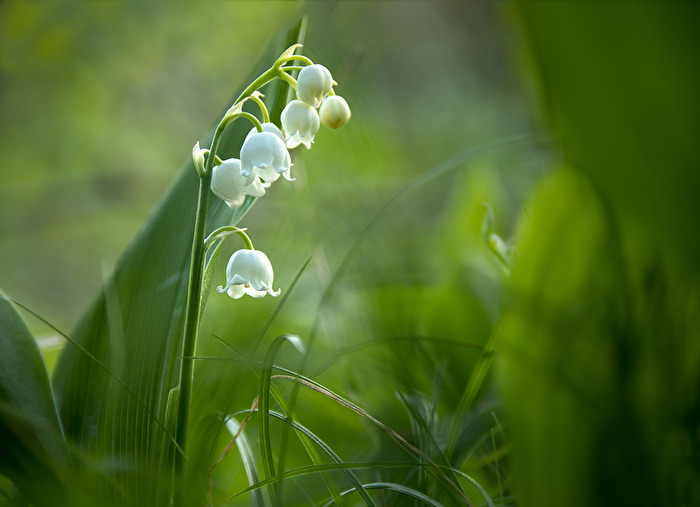 Maiglöckchen Frühling