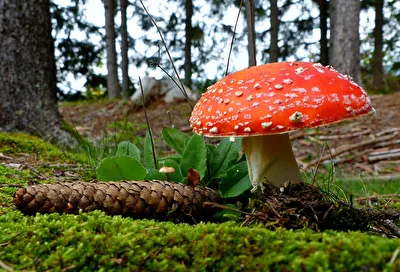 Herbstfrüchte