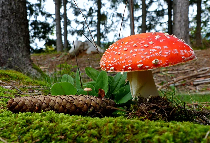 Herbstfrüchte