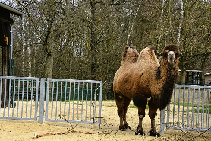 Bactrian Camel