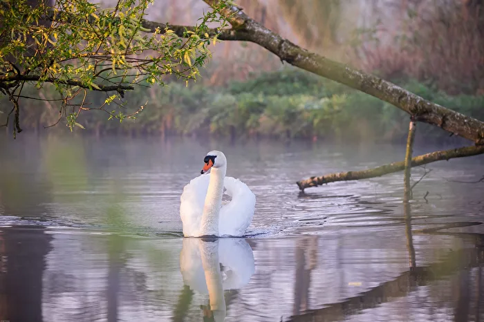 The Swan
