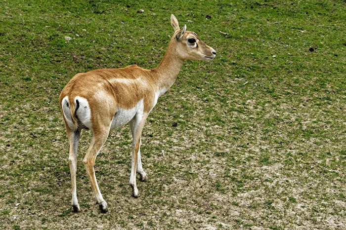 Scimitar Oryx