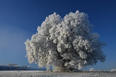 Winterlinde