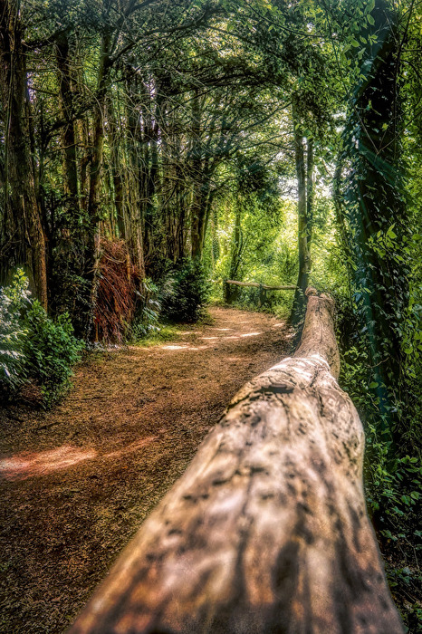 Waldweg