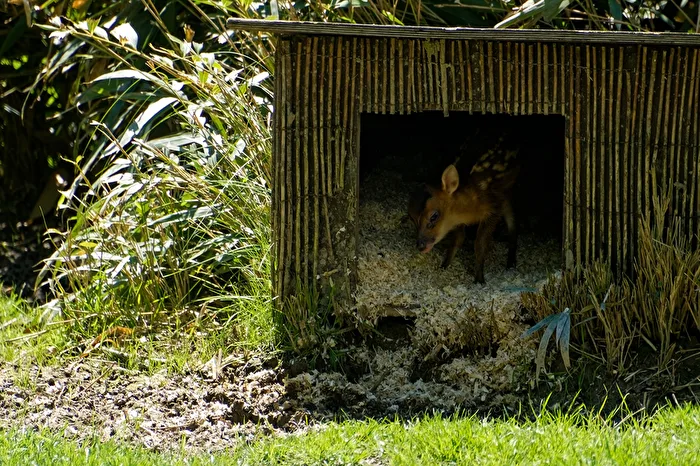 young Chinese Muntjac