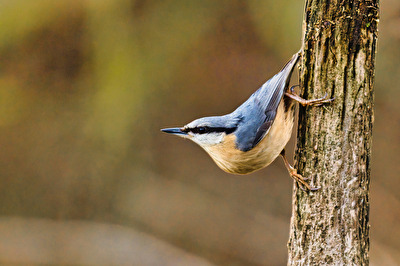 Kleiber kurz vor Abflug